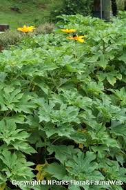 Image result for Tithonia diversifolia