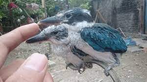 Check spelling or type a new query. Cara Memelihara Lolohan Burung Cekakak Dan Pakan Yang Diberikan