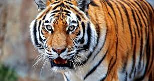 Colorful Tiger 4k Ultra Hd Wallpaper Hd Wallpaper Tiger Animals