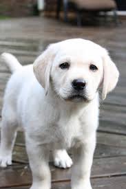 Puppies come with utd worming and shots, microchip, health, hip and elbow guarantee, ukc registration and veterinary health certificate. Meet Oakley Cute Lab Puppies Lab Puppies Labrador Dog