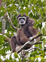 Image result for Hylebates cordatus