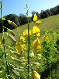 Image result for Crotalaria subcapitata