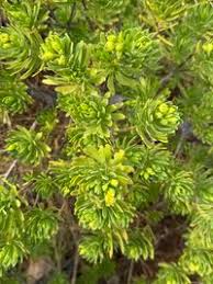 Image result for Surianaceae