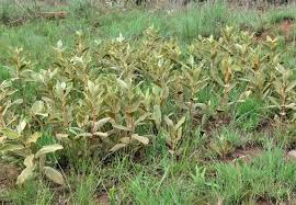 Image result for Parinari capensis