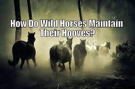How Do Wild Horses Maintain Their Hooves Horse Faq S