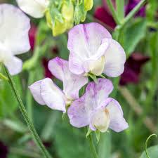 Image result for Lathyrus