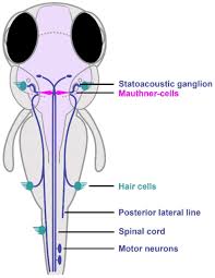 Looking for new bedford animal control adoptions or lost pet reports? Neurological Mechanism Of Sensory Deficits After Developmental Exposure To Non Dioxin Like Polychlorinated Biphenyls Pcbs Biorxiv