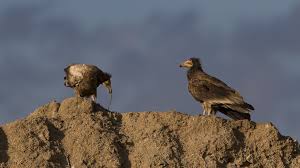 Kucuk Akbaba Egyptian Vulture Kucuk Akbaba Turunun Fotograftaki Genc Bireyleri Arazi Gozlem Gezisi Sirasinda Kars Turkiye De Cekilmisti Akbaba Fotograf Kus