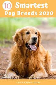 Golden Retriever Smart Dog Breeds In 2020 Smartest Dog Breeds Dog Breed Info Breeds