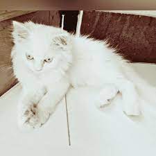 Siamese Kittens For Sale Price In India Mr N Mrs Pet Siamese Kittens Cat Breeds Cat Breeds Siamese