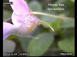 Image result for Impatiens burtonii