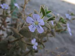 Image result for Jamesbrittenia integerrima