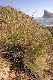 Image result for Schoenus