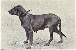 Image result for hannoverský barvář