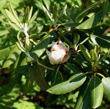 Azalea Rhododendron Diseases Rhododendron Azaleas