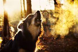 Is your dog only barking at night? 10 Ways To Help Stop A Puppy Dog From Barking