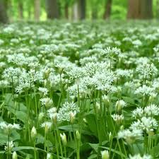 Image result for Allium ursinum