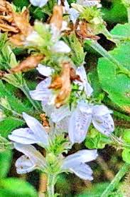 Image result for Isoglossa