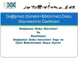 Degismez Surekli Bolunmez Doku Hucrelerinin Ozellikleri Dokular Ve Biyoloji