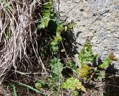 Image result for Pellaea angulosa