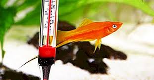 1.5.3 transferts de chaleur nous savons d?j? Quelle Est La Difference Entre Chaleur Et Temperature 2021