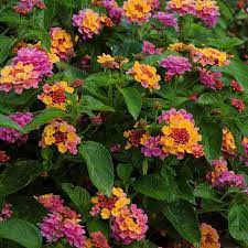Lantana Lucky Sunrise Rose 5 Large Plug Plants Lantana Plant Nursery Making Plant Pots