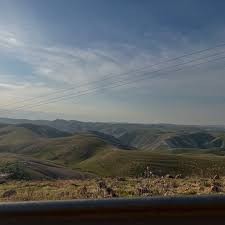 Image result for Manostachya