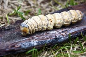 Image result for Witchetty Grub