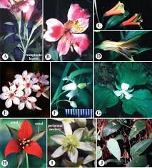 Image result for Aneilema pedunculosum