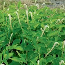 Image result for Buchnera usuiensis