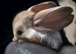 Pin On Jerboas