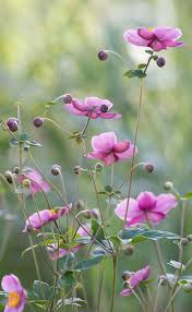 Raindropsonroses 65 Anemones By Rvtn Mit Bildern Garten Pflanzen Schone Blumen Blumen Pflanzen