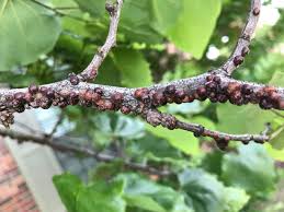 Common Pests That Plague Your Trees In The Winter Hildebrandt Tree Tech