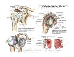 Belonging to the group of. Ue 7 Muscle Groups Flashcards Cram Com