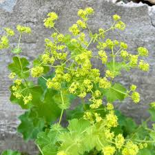 Image result for Alchemilla microbetula