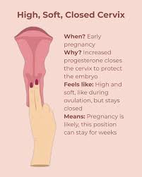 Image result for cervix position