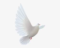 Gods Doves Png Flying Dove Hd Png Transparent Png 453x600 Free Download On Nicepng Try to search more transparent images related to dove png |. gods doves png flying dove hd png