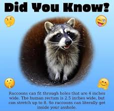 Raccoons Can ï¬t Through Holes That Are 4 Inches Wide The Human Rectum Is 25 Inches Wide But Can Stretch Up To 8 So Raccoons Can Literally Get Inside Your Asshole