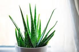 Water your aloe vera plant once every three dark, brown oozy roots are not good. How To Grow Aloe Vera Aloe Plant Care Indoors And Outside