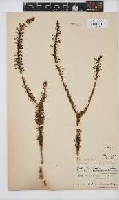 Image result for Melanospermum foliosum