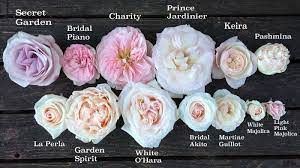 The flowers have an eye that is a contrasting color. The Blush Pink Rose Study Flower Names Blush Roses Types Of Roses