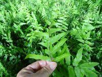 Image result for Ampelopteris