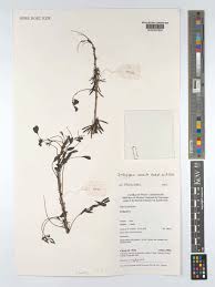 Image result for Indigofera arrecta