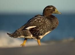 Birds That Cannot Fly Images You Won T Believe That These 11 Birds That Cannot Even Fly Birds Birds Flying Birds That Cannot Fly