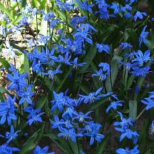 Rico On Instagram Any Men Can Buy You Flowers But A True Gentlemen Builds You A Garden For You Too Live In S Blue Flowers Blue Flowers Images German Flower