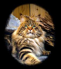 Maine Coon Cats Congocoon