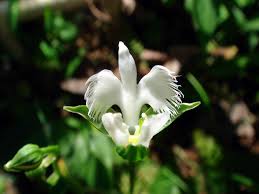 Image result for Habenaria petitiana
