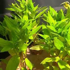 Image result for Nesaea rautanenii