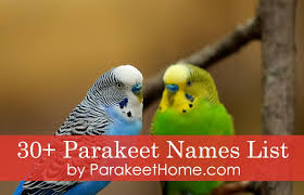 5 Of The Best Parakeet Names For Your Male Female Parakeet Parakeet Names Parakeet Birds Name List