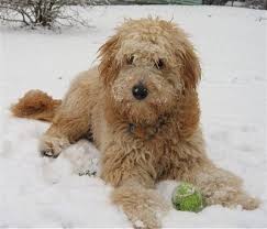 A mini goldendoodle dog is a hybrid cross of a golden retriever or goldendoodle mom and a miniature poodle dad. Miniature Goldendoodle Dog Breed Information And Pictures